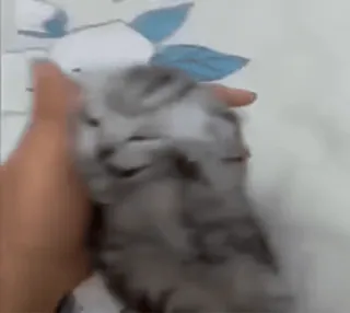 😎 котёнок, кот, домашнее животное, животное, милый, домашнее животное, кошачий whatsapp sticker