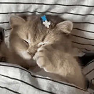 🎈 猫, 睡眠, ペット, 動物, かわいい, 居心地の良い, ストライプ, 毛布 telegram sticker