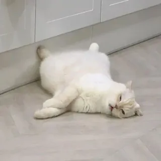 😴 cat, white, lazy, domestic animal, floor telegram sticker