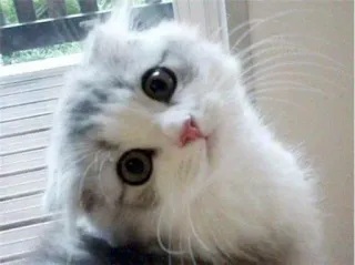 😿 Katze, niedlich, Kätzchen, Tier, Haustier, flauschig telegram sticker