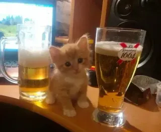 🍺 새끼 고양이, 고양이, 맥주, 음료, 술, 귀여운, 동물, 애완 동물 telegram sticker
