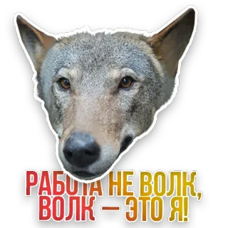 🐺 РАБОТА НЕ ВОЛК, ВОЛК – ЭТО Я! wolf, animal, dog, sticker, russian, quote telegram sticker