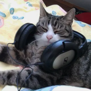 🎧 Katze, Kopfhörer, Musik, Tier, Haustier, Entspannung whatsapp sticker