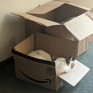 📦 cat, box, animal, pet, cardboard, domestic animal telegram sticker