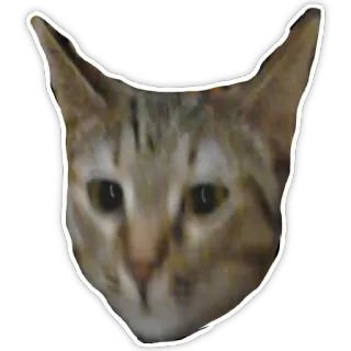 😶 gato, animal, adesivo, animal de estimação, felino telegram sticker
