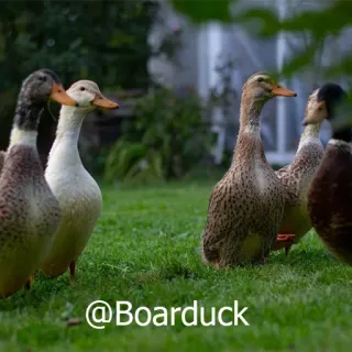 🦆 @Boarduck утки, птицы, водоплавающие, животные telegram sticker