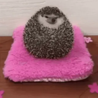 🦔 ёж, милый, животное, млекопитающее, питомец telegram sticker