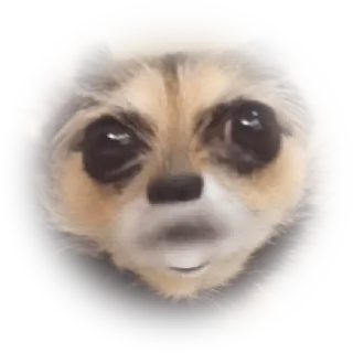 😐 개, 강아지, 귀여운, 동물, 애완동물 telegram sticker