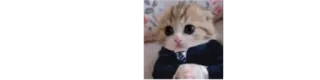 👔 Katze, Kätzchen, Anzug, süß, lustig whatsapp sticker