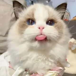 🐾 chat, ragdoll, animal, animal de compagnie, mignon, langue, adorable, doux telegram sticker