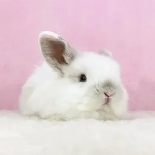 🌟 rabbit, bunny, white, animal, cute, pet whatsapp sticker
