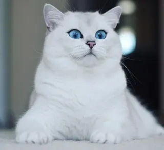 🌝 gato, gato branco, olhos azuis, animal, animal de estimação, animal doméstico, fofo, fofo whatsapp sticker