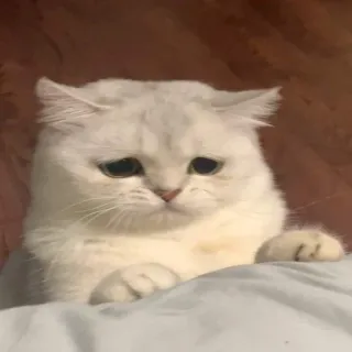 😞 gatto, triste, bianco, animale domestico, animale, domestico telegram sticker