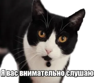 🙉 Я вас внимательно слушаю cat, meme, listening,  внимательно, кот, слушаю telegram sticker