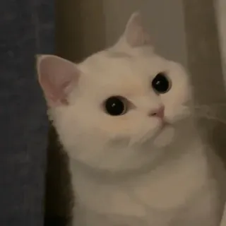 😒 chat, chat blanc, mignon, animal de compagnie, animal telegram sticker