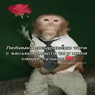 🐵 Любимка поздравляю типа с васьмое марта ти у миня самая лучшая mono, flor, felicitaciones, 8 de marzo, animal, lindo, ruso whatsapp sticker