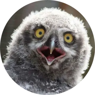 بایقوش telegram stickers