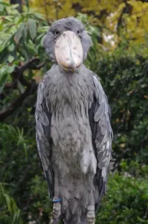 😟 Bico-de-sapato, pássaro, animal, vida selvagem, natureza, ave exótica telegram sticker