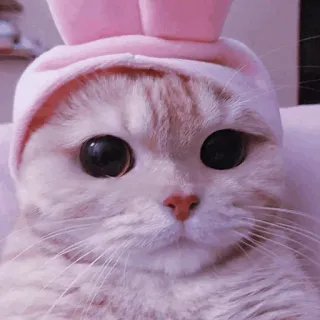 🐈‍⬛️ cat, animal, cute, pet, kitten, bunny ears, pink telegram sticker