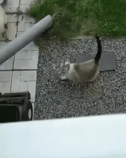 ❤️ chat, jardin, animal, animal de compagnie, tondeuse à gazon, extérieur, pierres whatsapp sticker