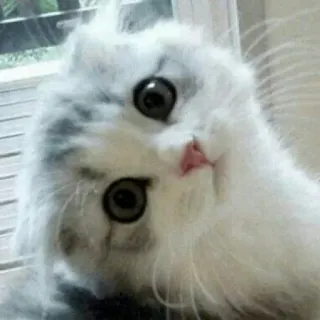 🐈 고양이, 새끼 고양이, 귀여운, 동물, 애완 동물, 보송보송한 telegram sticker