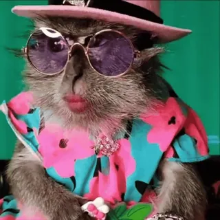 😎 monkey, animal, costume, hat, sunglasses, cute, dressed up telegram sticker
