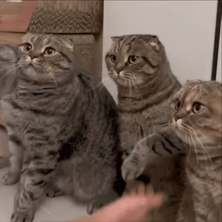 🤝 cat, cats, domestic animals, Scottish Fold, pets, cute, feline, tabby whatsapp sticker
