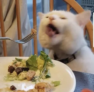 😨 Katze, essen, Essen, Salat, Tier, Haustier telegram sticker