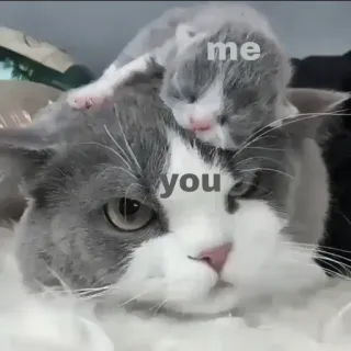 🍄 me you 고양이, 새끼 고양이, 귀여운, 관계 telegram sticker