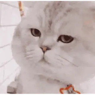 🐈 고양이, 새끼 고양이, 애완 동물, 동물, 귀여운, 애완, 고양이과 whatsapp sticker