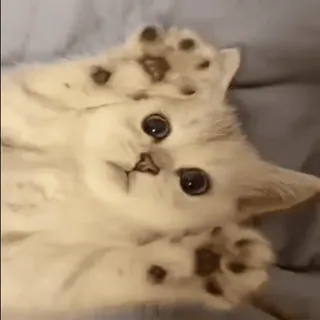 🐾 고양이, 새끼 고양이, 귀여운, 동물, 애완 동물, 사랑스러운 telegram sticker
