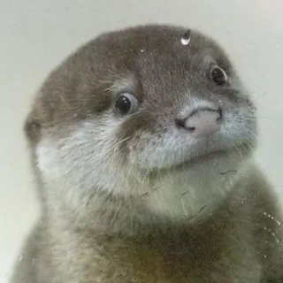 🐾 loutre, animal, mignon, faune, mammifère whatsapp sticker
