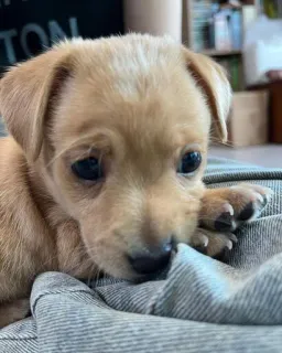 🙁 puppy, dog, cute, animal, pet, small dog telegram sticker