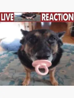 🙂 LIVE REACTION cane, ciuccio, reazione, animale, carino, meme telegram sticker
