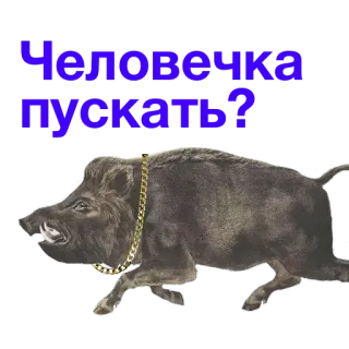 🚧 Человечка пускать? Jabalí, Animal, Ruso, Texto, Pregunta telegram sticker