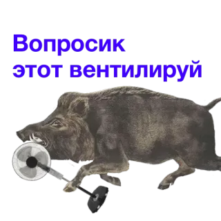 ⚒ Вопросик этот вентилируй jabalí, ventilador, pregunta, ventilar, airear telegram sticker