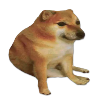 😏 Cheems 犬, ミーム, 柴犬, 動物 telegram sticker