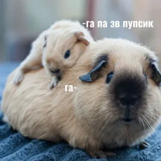🥰 -га па зв пупсик
га- cochons d'Inde, animaux, rongeurs, mignon, animaux de compagnie telegram sticker
