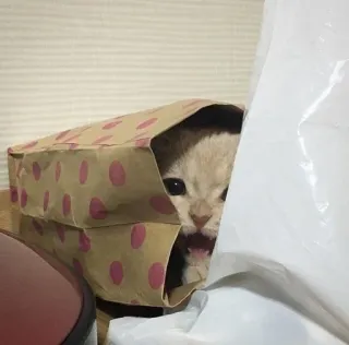 🐾 gato, gatito, bolsa de papel, animal, mascota, lindo telegram sticker