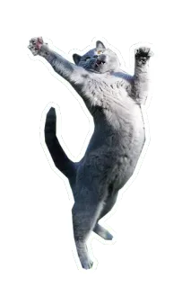 🐱 gato, animal, celebrar, lindo, feliz, gatito telegram sticker