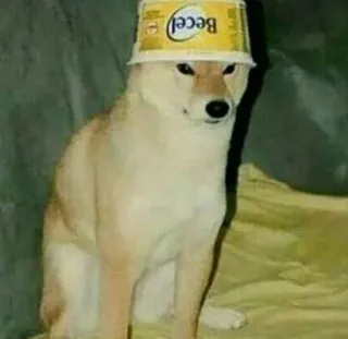 🧢 Becel hond, dier, becel, meme, grappig, shiba inu telegram sticker