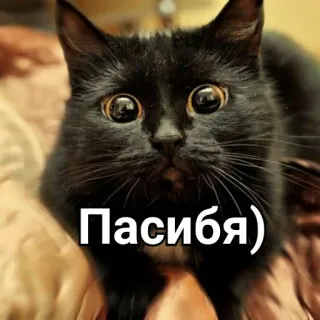 😍 Пасибя) кот, черный кот, спасибо, питомец, животное telegram sticker
