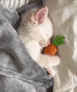 🌟 kitten, sleeping, carrot, animal, cute, cat, pet telegram sticker