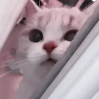 💗 кот, питомец, животное, милый, белый, глаза telegram sticker