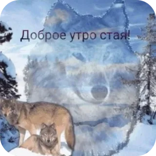 🥰 Доброе утро стая! 늑대, 겨울, 눈, 숲, 동물, 자연 telegram sticker