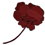 🌹