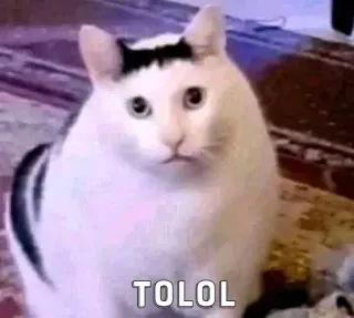 ✨ TOLOL cat, meme, funny, animal, expression, insult whatsapp sticker