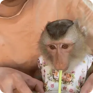 🪷 mono, animal, lindo, primate, bebiendo whatsapp sticker