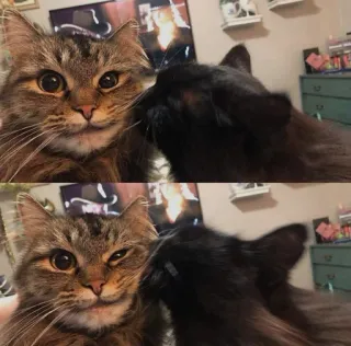🤔 Katzen, Haustiere, Tiere, Freunde, Zwinkern telegram sticker