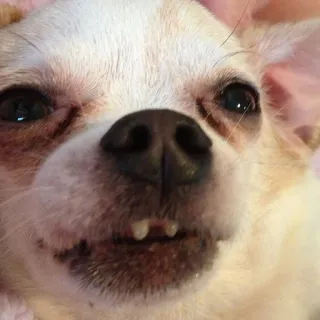🐶 cão, chihuahua, animal, animal de estimação, retrato, close-up telegram sticker